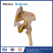 Medical Ligaments of Pelvis Plastination Specimen for Teaching