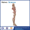 Lower limb specimen without reproductive organs for medical university