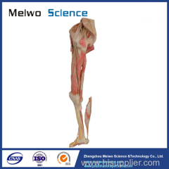 Lower limb specimen without reproductive organs for medical university