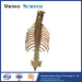 Human vertebral column plastinated specimen for medical students