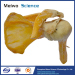 Medical shoulder joint plastinated specimen for teaching