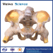 Male pelvis ligament plastinated specimen