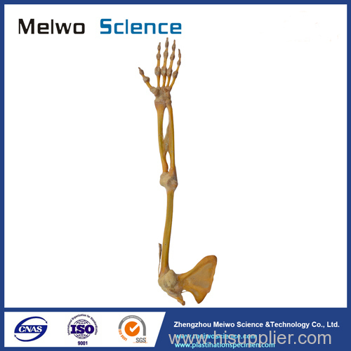 Human joints of upper limb plastinated specimen