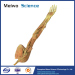 Middle muscle of human upper limb specimen plastination