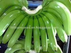 Green Fresh Cavendish Bananas