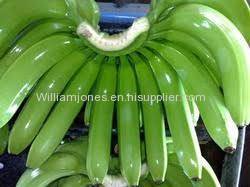 Green Fresh Cavendish Bananas