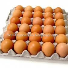 Organic Fresh Chicken Table Eggs