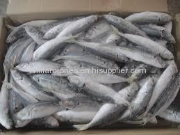 Frozen Horse Mackerel Fish