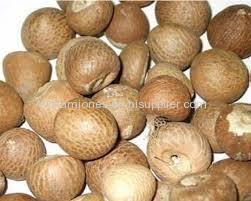 Dried Betel Nut High Quality Big size