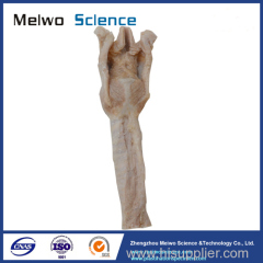 Human larynx plastinated specimen for medical teaching