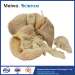 Medical liver pancreas duodenum spleen plastination specimen