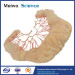 Human ileal vascular arch medical plastinated specimen