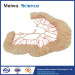 Human ileal vascular arch medical plastinated specimen