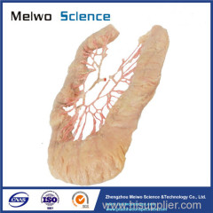 Human ileal vascular arch medical plastinated specimen