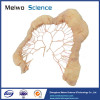 Human jejunal vascular arch plastinated specimen