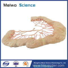 Human jejunal vascular arch plastinated specimen