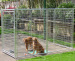 Galvanized welded wire mesh modular nice dog kennel