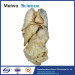 Human viscera plastinated specimen for medical teaching