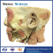 Medical salivary gland plastinated specimen