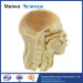 medical pharynx plastinated specimen for sale