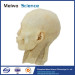 medical pharynx plastinated specimen for sale