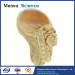 medical pharynx plastinated specimen for sale