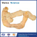 Medical pancreas duodenum plastinated specimen for sale