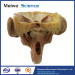 Posterior of pharyngeal muscles anatomy specimen plastination