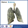 Adult lung and larynx plastinated specimen