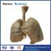 Child lung and larynx medical specimen plastination