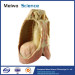 Mediastinal viscera with thorax plastinated specimen