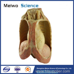 Mediastinal viscera with thorax plastinated specimen