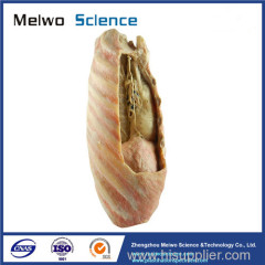 Mediastinal viscera with thorax plastinated specimen