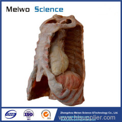 Mediastinal organs and diaphragm plastination specimen