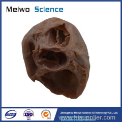 Heart plastinated specimen with ventricles opened to expose the valves