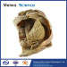 Abdominal viscera and caeliac trunk medical specimen plastination