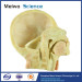 Muscles of neck and carotid plastinated specimen for medical teaching