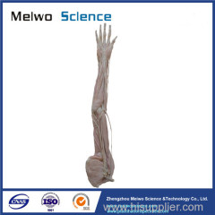 Upper limb artery plastination specimen