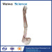 Upper limb artery plastination specimen