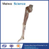 Human artery of lower limb plastinated specimen