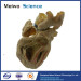 Cardiac conduction system plastination specimen