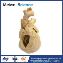 Heart cavity structure plastinated specimen