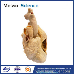 Heart cavity structure plastinated specimen