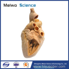 Heart cavity structure plastinated specimen