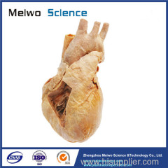 Heart cavity structure plastinated specimen