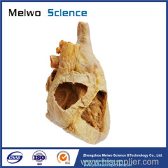 Heart cavity structure plastinated specimen