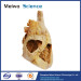 Heart cavity structure plastinated specimen