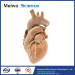 Cardiovascular plastianted specimen for medical anatomy teaching