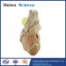 Heart with coronary vessels plastinated specimen for sale