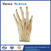 Superficial palmar arch plastination for sale